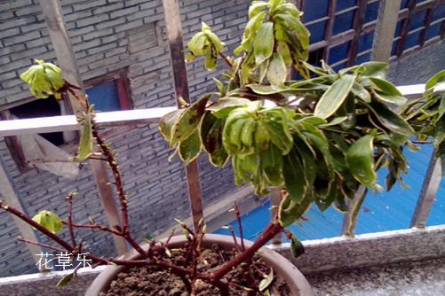 快来看,你的小可爱金边瑞香病了怎么办?金边瑞香常见病害及防治