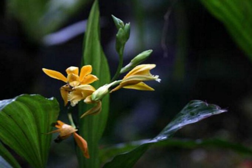 黄花鹤顶兰图片,高清黄花鹤顶兰图片大全