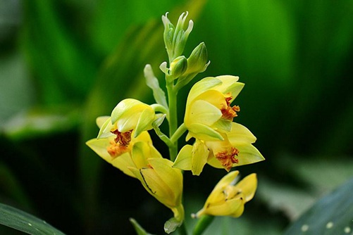 黄花鹤顶兰图片,高清黄花鹤顶兰图片大全