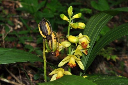 黄花鹤顶兰图片,高清黄花鹤顶兰图片大全