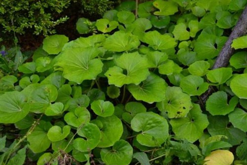 八角乌图片,高清八角乌图片