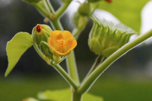 八角乌图片,高清八角乌图片