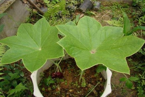 八角乌图片,高清八角乌图片