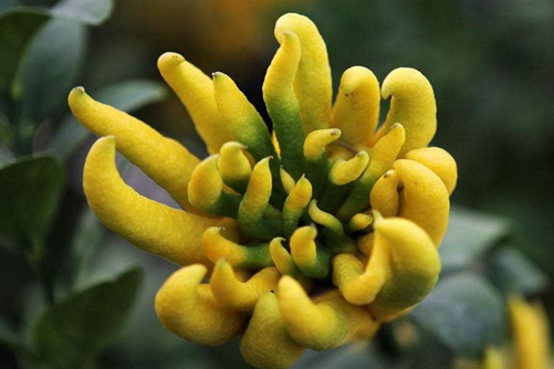 佛手图片,高清佛手图片大全