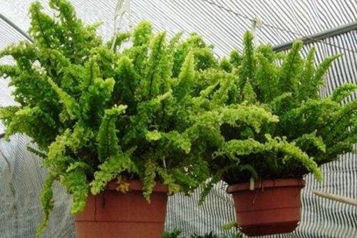 肾蕨怎么养?肾蕨的养殖方法和注意事项