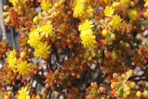 小人祭夏季怎么养?夏天养好小人祭你不知道的秘密!