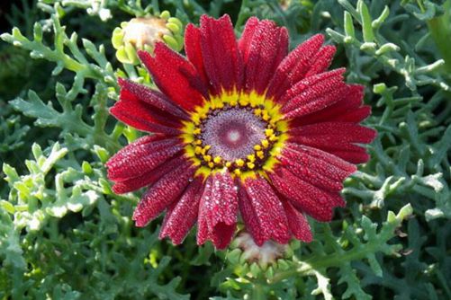 花环菊图片,高清花环菊图片欣赏