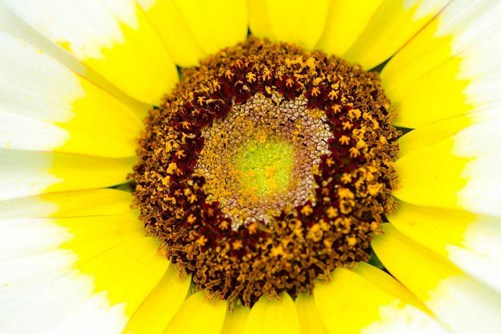 花环菊图片,高清花环菊图片欣赏