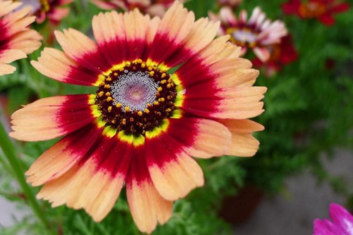 花环菊图片,高清花环菊图片欣赏