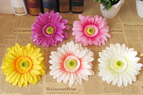 花环菊图片,高清花环菊图片欣赏