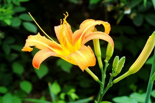 萱草图片,母亲之花萱草图片高清大图