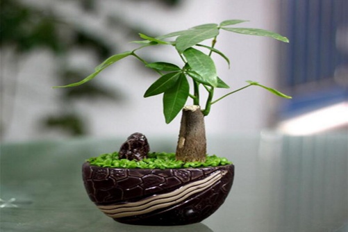 发财树图片,发财树高清图片大全