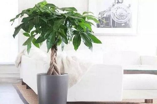 发财树图片,发财树高清图片大全