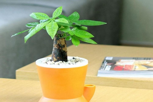 发财树图片,发财树高清图片大全