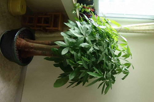 发财树图片,发财树高清图片大全