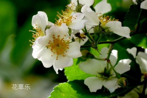 你知道荼蘼花吗?荼蘼花有什么寓意?(感情结束)