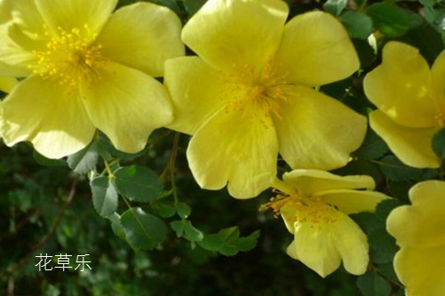 你知道荼蘼花吗?荼蘼花有什么寓意?(感情结束)