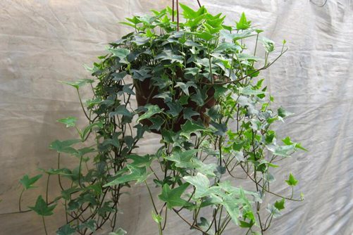 常春藤图片,常春藤图片高清大图