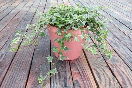 常春藤图片,常春藤图片高清大图