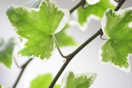 常春藤图片,常春藤图片高清大图