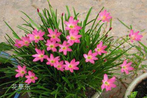 会预测下雨的韭莲花图片大全,韭莲高清图片大