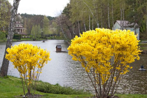连翘图片,连翘图片高清大图