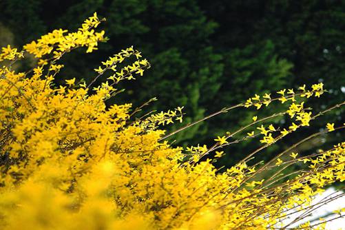 连翘图片,连翘图片高清大图