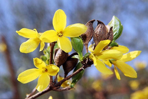 连翘图片,连翘图片高清大图