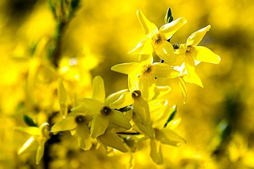 连翘图片,连翘图片高清大图