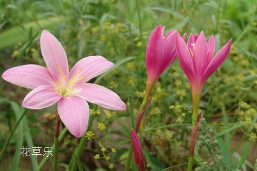 会预测下雨的韭莲花图片大全,韭莲高清图片大