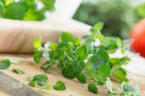 牛至是什么?牛至是舌尖上的美味,还是抗菌达人
