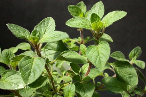 牛至是什么?牛至是舌尖上的美味,还是抗菌达人