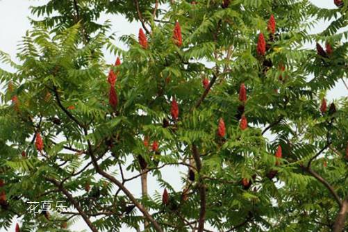 “霸王”火炬树对人有危害吗?皮肤敏感者一定要远离火炬树