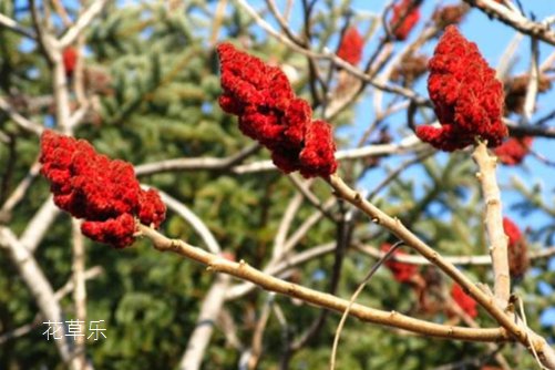 “霸王”火炬树对人有危害吗?皮肤敏感者一定要远离火炬树