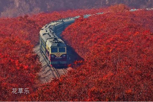 我将于巨变中生还,火炬树的生长习性及用途