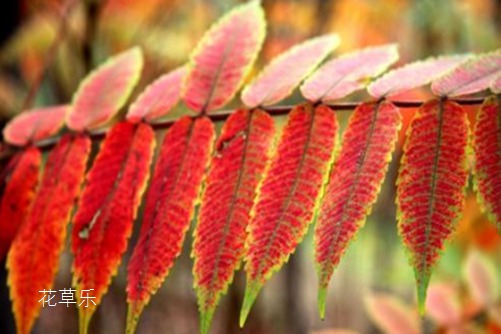 我将于巨变中生还,火炬树的生长习性及用途