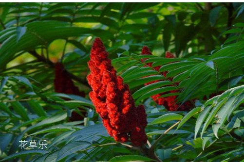 我将于巨变中生还,火炬树的生长习性及用途