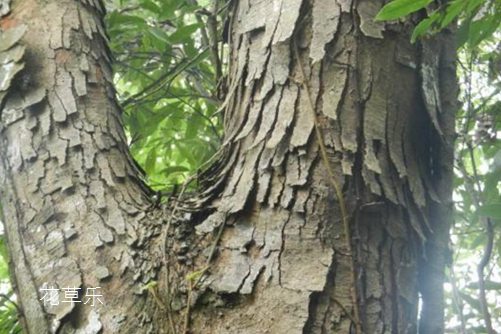 黄连木贵吗?黄连木的价值和价格分析