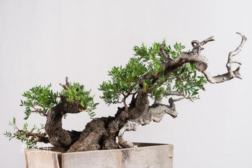 黄连木贵吗?黄连木的价值和价格分析