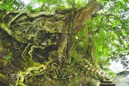 黄连木贵吗?黄连木的价值和价格分析