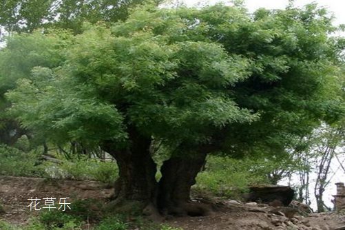 黄连木贵吗?黄连木的价值和价格分析