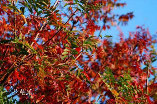 黄连木贵吗?黄连木的价值和价格分析