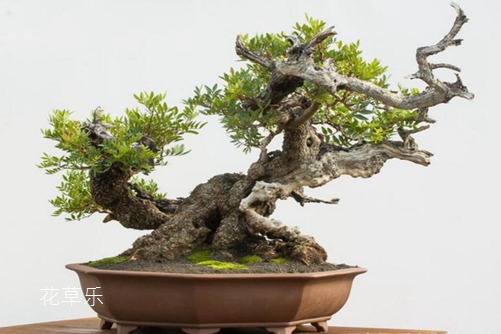 黄连木贵吗?黄连木的价值和价格分析