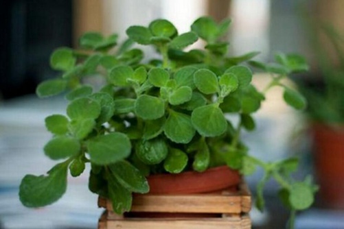 碰碰香有毒吗(没有),高清碰碰香图片大全