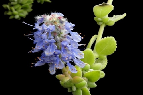 碰碰香有毒吗(没有),高清碰碰香图片大全