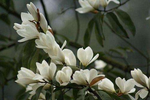 深山含笑图片,高清深山含笑图片大全