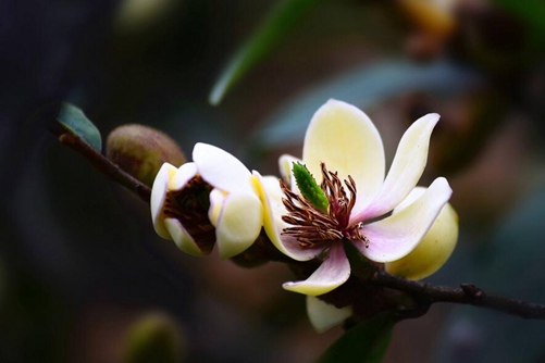 深山含笑图片,高清深山含笑图片大全