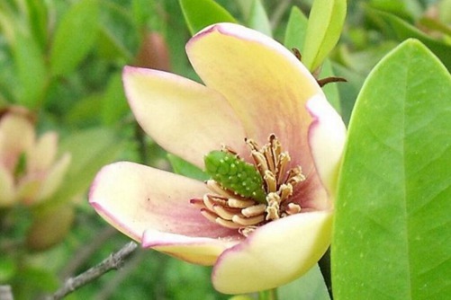 深山含笑图片,高清深山含笑图片大全