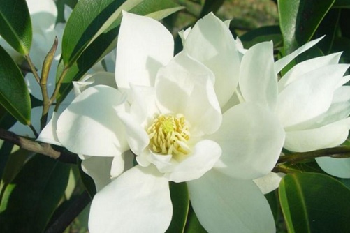 深山含笑图片,高清深山含笑图片大全