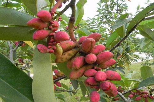 深山含笑图片,高清深山含笑图片大全